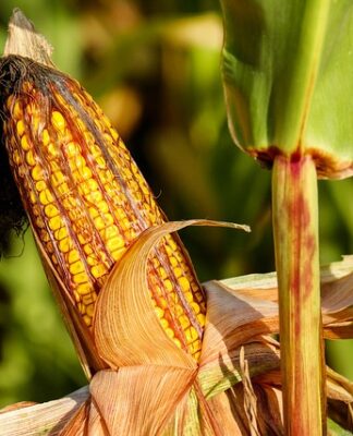 Do czego jest kolba stożkowa?