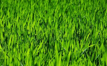 Co warto kupić w Rossmanie pielęgnacja?