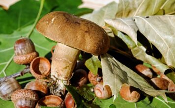 Jak dbać o wargi sromowe?