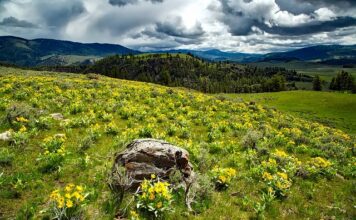 Kiedy używać balsamu?
