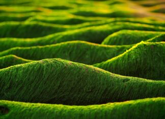 Czy algi są zdrowe?