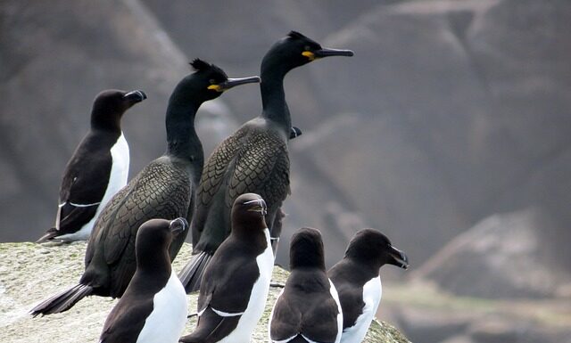 Jak się ostrzy brzytwę?