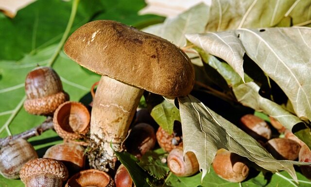 Czy wargi sromowe można depilować?