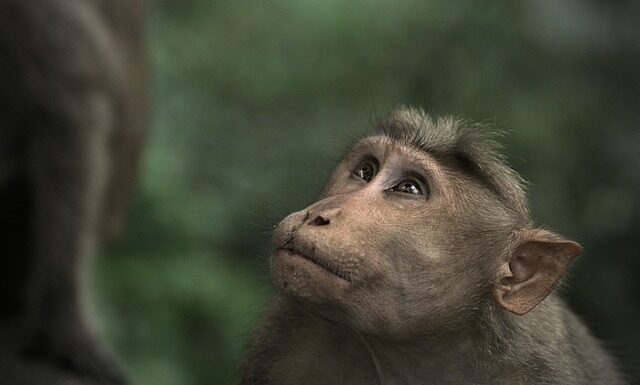 Jak dobrze wyglądać w czepku?